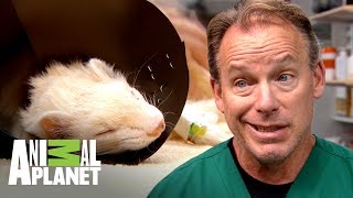¡El hurón se comió un pedazo de pulsera! | Dr. Jeff, Veterinario | Animal Planet