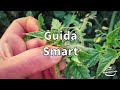 Come Cimare o Spuntare il Pomodoro | Guida smart