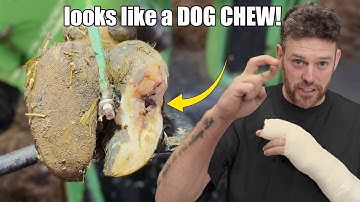 A DEEP HOLE, removing bandages …. And HEALING cows feet 😄