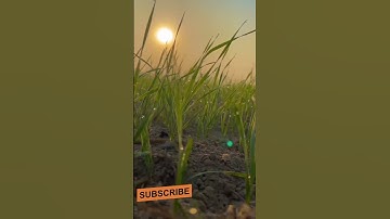 @Farmer Lover Status by Agro Mirror #bscagriculture #farming #youtubeshorts
