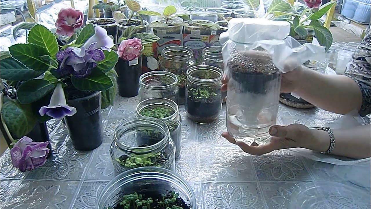🍅🍅🍅РАССАДА В БАНКАХ !!! ПРОДОЛЖЕНИЕ !!! Пересадка петунии из банки ...