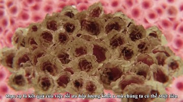 What is cancer (Vietsub)