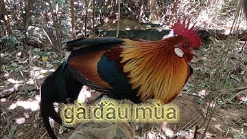 Bẩy gà rừng mới đầu mùa 30/11/2025 bổi 01