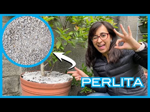 Vídeo: Como usar perlita para plantas?