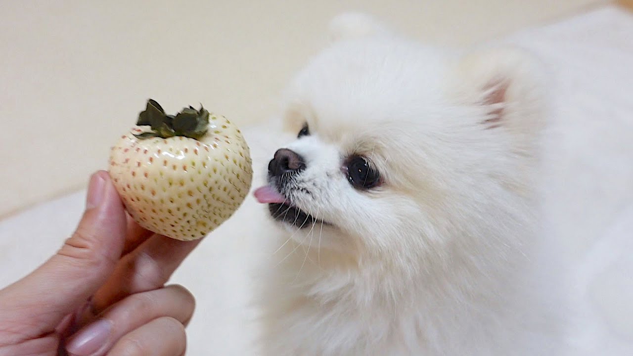 いちごとポメラニアン ホワイトデー】愛犬に白いちごをあげたらこうなりました - YouTube