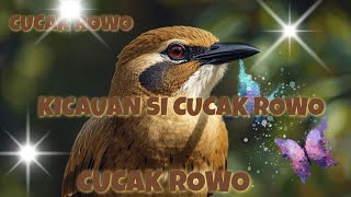 Download Lagu SI CUCOK ROWO YANG KICAUANNYA CUCOK MP3