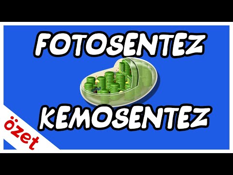 Fotosentez / Kemosentez Özet / AYT Biyoloji