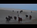 A large group of mares loping in