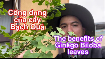 Was hat der Ginkgobaum für eine Bedeutung?