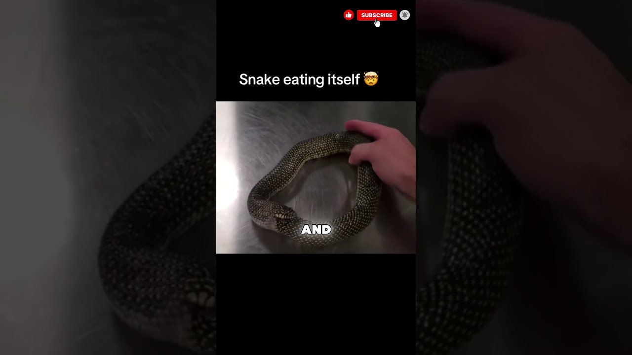 The Snake That Eats Its Own Tail Mexican Kingsnake Short