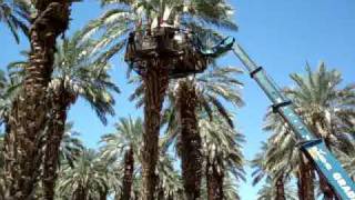 Another video of medjool dates being harvested in the coachella valley
southern california usa.