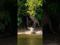 “Amazon Jungle Death Match – The Most Brutal Wildlife Clash Ever Filmed?”