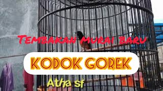 Murai muda hutan gacor || Isian kodok gorek