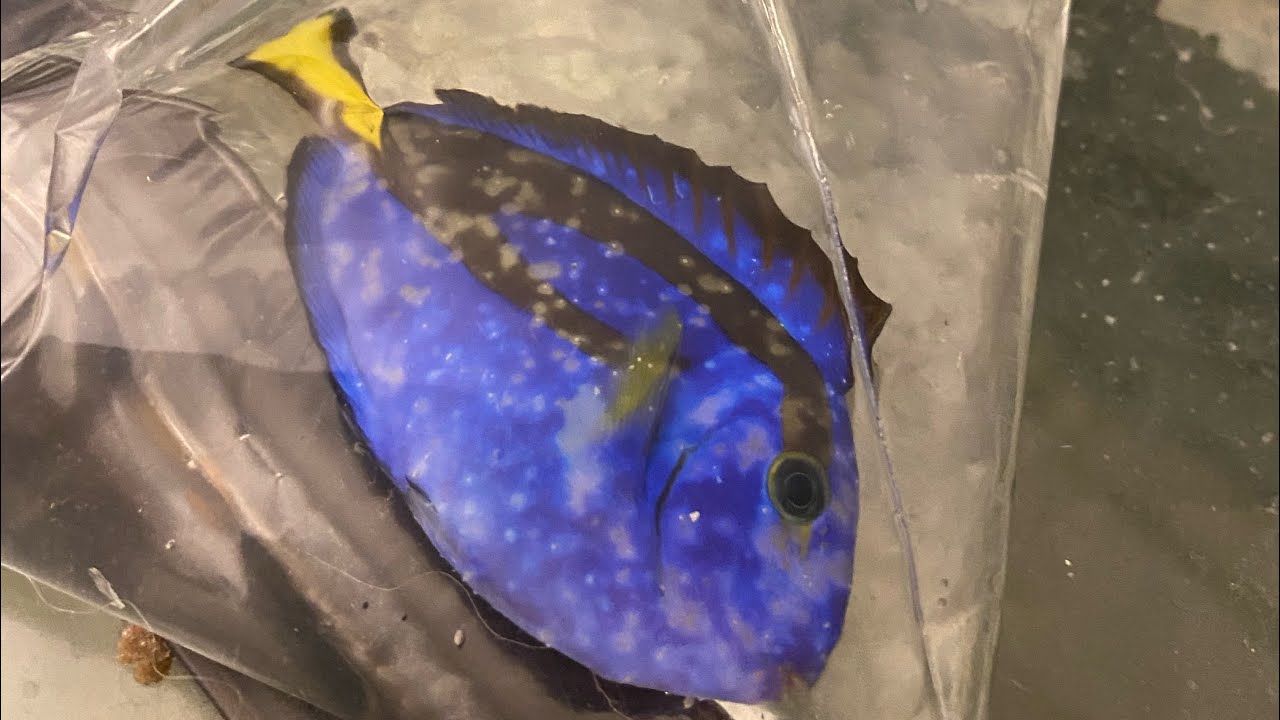 Blue Hippo Tang Is Dead (Ich or Velvet) Making Changes… YouTube