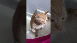 Download Lagu Funny cat 🐱 oyen bar bar MP3 Download Lagu Funny cat 🐱 oyen bar bar MP3