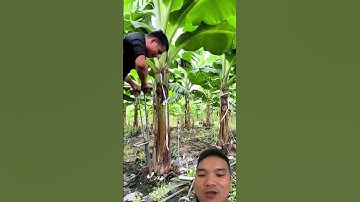 Cách Chăm Sóc Vườn Chuối #satisfying