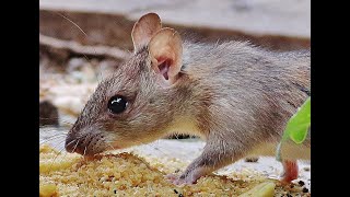 Black rat  - Rattus rattus - Ποντίκα - Μαύρος αρουραίος - Cyprus.