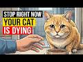 17 Feeding Mistakes That Are Quietly Destroying Your Cat's Health