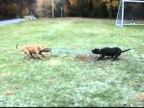 Tom Garner Kennels Tugging Contest: Dynamo vs Bobb...