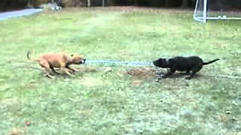 Tom Garner Kennels Tugging Contest: Dynamo vs Bobb...