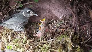 The cuckoo is exhausted and unable to pay attention to food杜鹃鸟累坏了，顾不上吃食物，体型差距越来越大