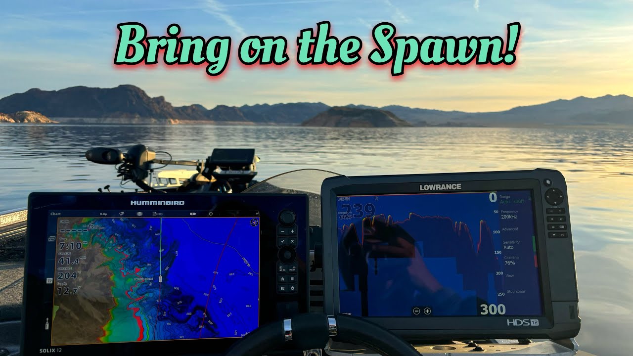 Lake Mead Fishing Report • Bring on the Spawn!