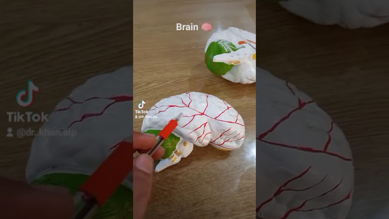 Brain Anatomy (Core part of CNS). 