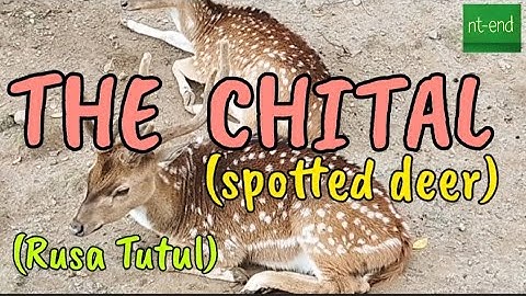 THE CHITAL | SPOTTED DEER | DEER | RUSA TUTUL @nt-end6435 #deer