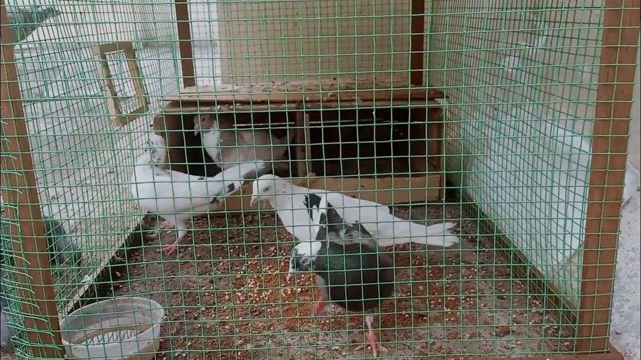 pigeon breeding setup inside cage 2 pair June 2, 2023 YouTube