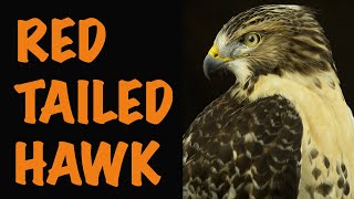 Red Tailed Hawk Taxidermy Perched Table Top Art Of Taxidermy