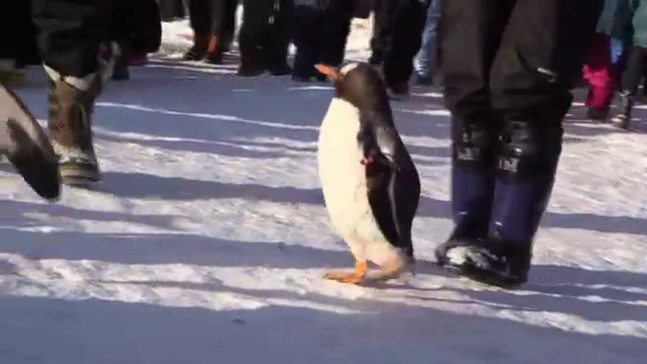 メチャ可愛い 子供ペンギンの散歩 Lovely Child Penguin Youtube