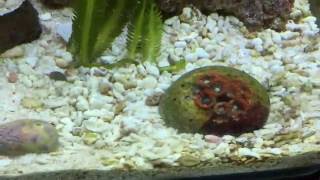 Zoas, Pulsating Xenia, Green Star Polyp