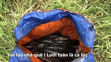 lưới cá được toàn là cá lóc khủng / hai lúa nhà quê # 19