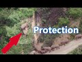 The migrating elephant leaders acted quickly to protect the baby elephant. | 遷徙的大象領袖迅速採取行動保護小象。