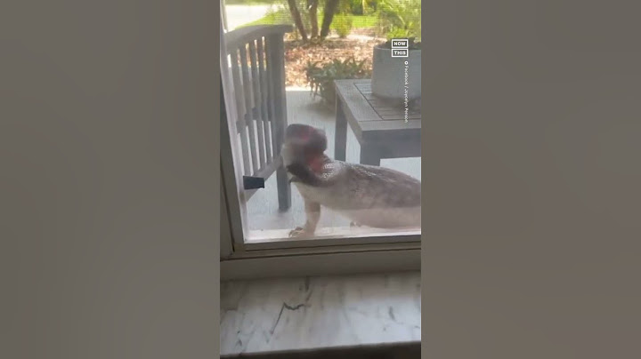Savannah Monitor Lizard Crawls On FL Home's Window 🦎