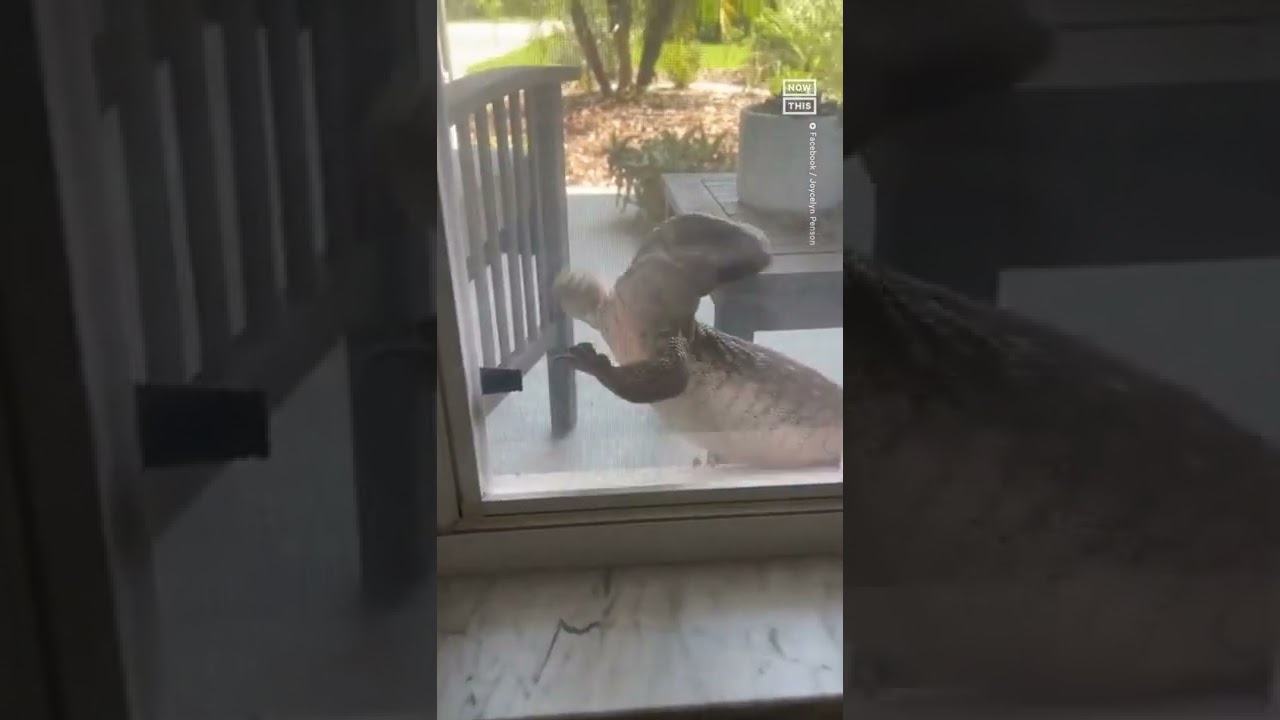 Savannah Monitor Lizard Crawls On FL Home s Window YouTube Savannah Monitor Lizard Crawls On FL Home s Window YouTube