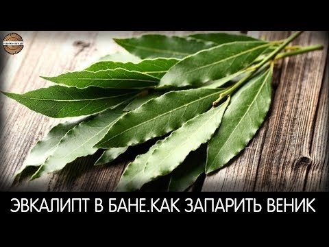 Эвкалипт в бане.Как запарить,полезная информация.