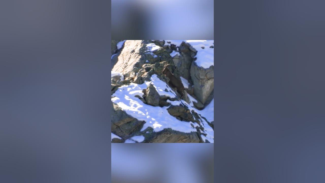 Баран Кош Безенги