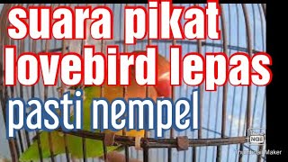 suara pancingan lovebird lepas#suara pikat lovebird lepas#seputarlovebird #lovebirdmania .