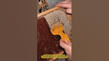 The process of uncapping honeycomb before honey extraction
