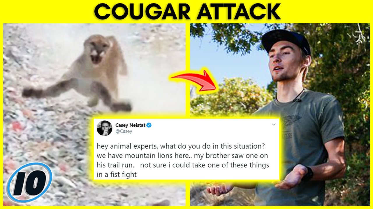 Utah Hiker Explains How He Survived A Cougar Attack YouTube