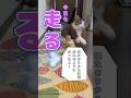 寝たきりから走れるようになったよ！ #四肢麻痺 #リハビリ #ねこ #shorts