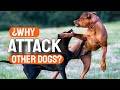 ¿WHY DO DOGS ATTACK other DOGS?🐶🤜🐶