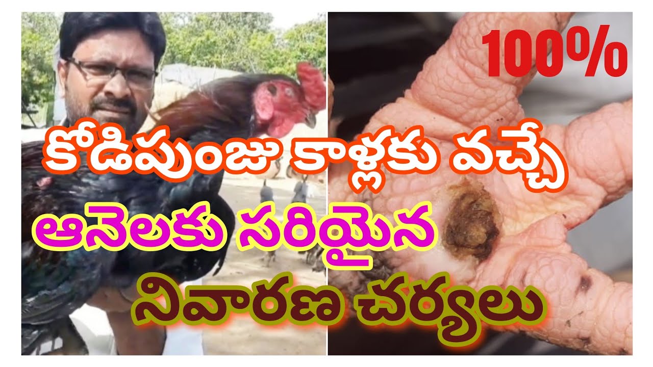కోడిపుంజు కాళ్లకు వచ్చే ఆనెలకు సరైన నివారణ చర్యలు.Treatment for bumble foot in a Rooster.