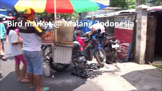 Bird market @ Malang, Java, Indonesia