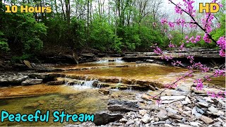 HD Peaceful & Relaxing Forest Stream- with Bird sounds | 10-Hours | For Sleep or work & pets too! by Four Paws TV 751 views 1 year ago 10 hours