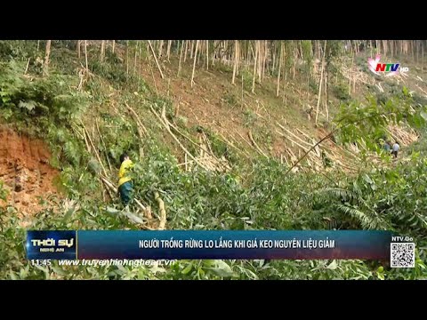 Video Người trồng rừng lo lắng khi giá keo nguyên liệu giảm - youtube
