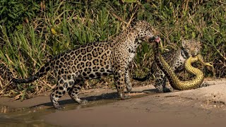 Jaguars Vs Anaconda