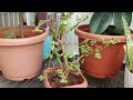 Summer season mein sare paudhe khrab ho rahe hain. Small balcony plant 🌿💚🪴#smallbalcony #plants