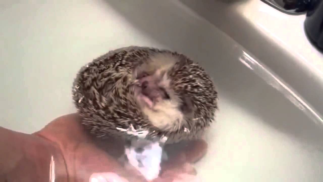 TOP Funny Animals Compilation 2015 (New) Part 28 | AnimalsDumpTV